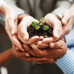 Business development - Hands holding seedling in a group